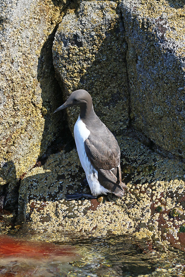 Farne Islands - Guillemot
